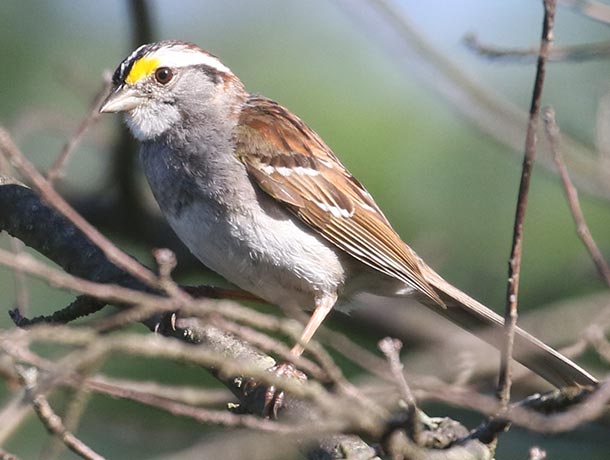 Brightest plumage example of White-throated Sparrow