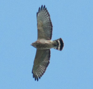 An adult Broad-winged Hawk soars above the overlook