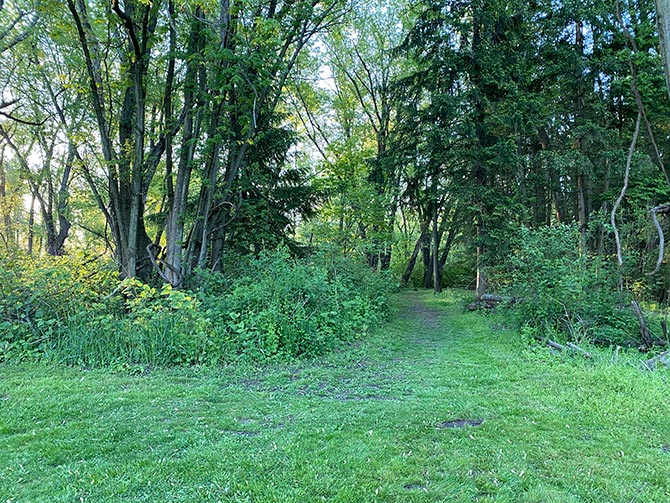 Trail to the wooded section at the downstream end of the island