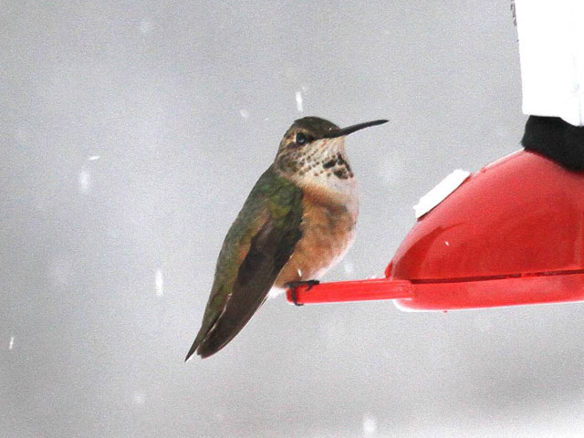 Rufous Hummingbird - Pennsdale, 2013