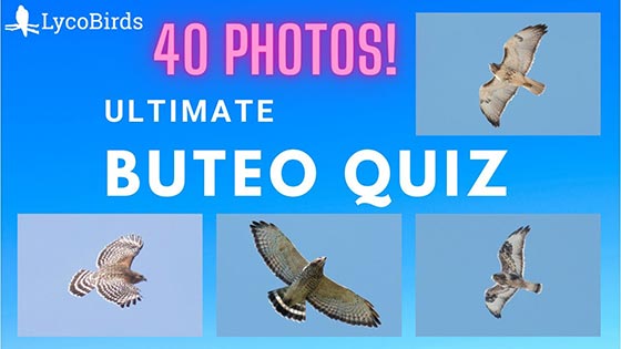 Ultimate Buteo Hawk ID Quiz thumbnail