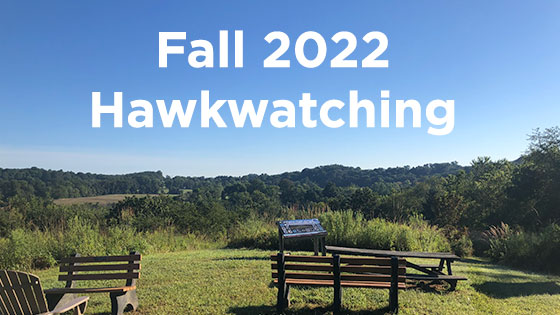 Fall 2022 Hawkwatching Playlist thumbnail