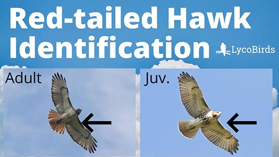 How to Identify a Red-tailed Hawk thumbnail