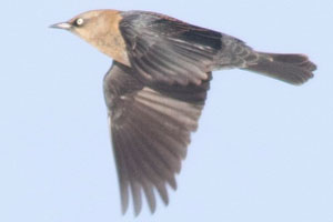 Rusty Blackbird - 12/31/16, Jackson Twp. © David Brown