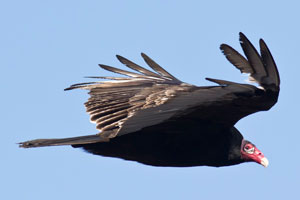 
Turkey Vulture - 2/14/17, Rt. 15 Overlook © David Brown