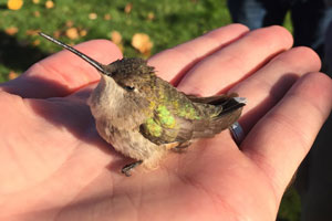 Black-chinned Hummingbird - 11/12/16, Montoursville © Bobby Brown