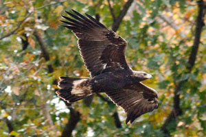 Golden Eagle - 10/23/16, Route 15 Overlook © David Brown
