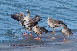 Greater White-fronted Geese - 2/20/16, Williamsport © Bobby Brown