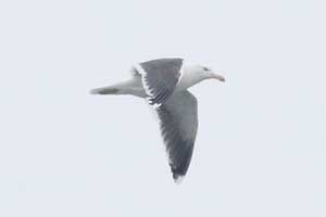 Great Black-backed Gull - 1/21/18, Williamsport Dam © Bobby Brown