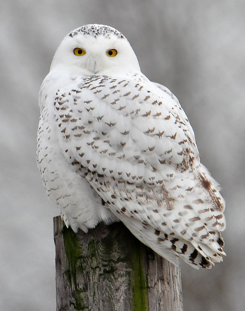 Snowy Owl - 12/9/17, Kiess Hill Rd. © Steve Pinkerton