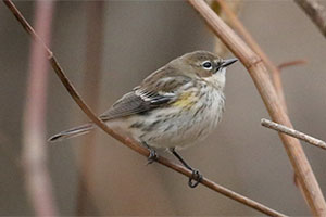 Yellow-rumped Warbler - 12/22/17, Canfield Island © Bobby Brown