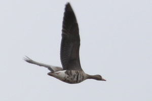 Greater White-Fronted Goose - 11/22/17, Indian Park © Bobby Brown