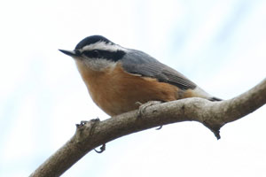 Red-breasted Nuthatch - 11/25/17, Williamsport Water Authority © Bobby Brown
