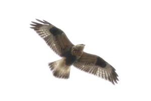 Rough-legged Hawk - 11/10/17, Rt. 15 Overlook © Bobby Brown