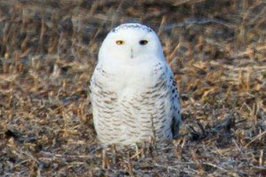 Snowy Owl - 11/15/17, near Lycoming Mall © Brent Bacon