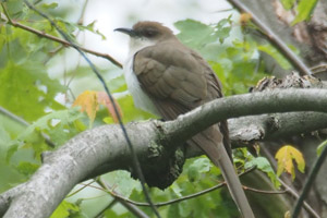 Black-billed Cuckoo - 5/13/17, Canfield Island © Bobby Brown