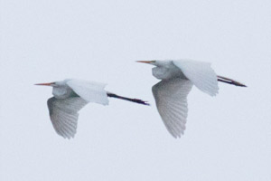 Great Egrets - 4/20/17, Williamsport Dam © David Brown
