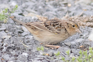 Grasshopper Sparrow - 4/29/17, Williamsport Dam © David Brown