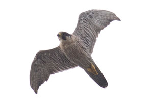 Peregrine Falcon - 7/14/17, Williamsport Dam © David Brown