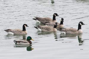 Cackling Geese (and a Mallard) - 1/12/19, Williamsport Dam © David Brown