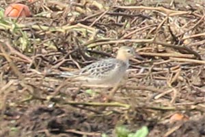 Buff-breasted Sandpiper - 9/18/18, Nisbet © Bobby Brown