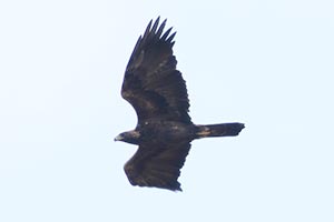 Golden Eagle - 11/3/18, Rte. 15 Overlook © Bobby Brown