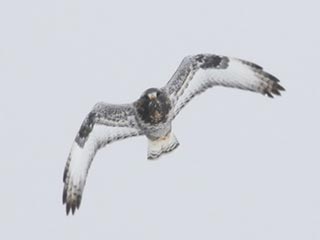 Rough-legged Hawk - 11/17/18, Jackson Twp. © Bobby Brown