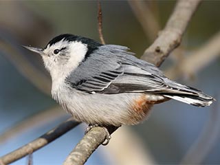 White-breasted Nuthatch - 11/11/18, Canfield Island © Bobby Brown