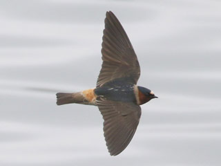 Cliff Swallow - 5/12/18, Rose Valley Lake © Bobby Brown