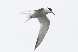 Common Tern - 4/19/18, Rose Valley Lake © Bobby Brown