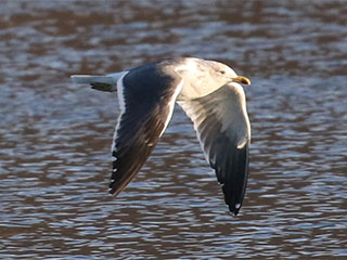 Lesser Black-backed Gull - 3/11/18, Williamsport Dam © Bobby Brown