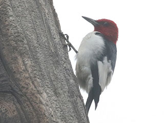 Red-headed Woodpecker - 5/12/18, Nisbet © Bobby Brown