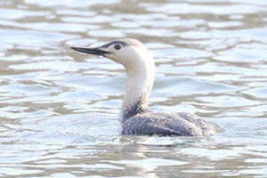 Red-throated Loon - 5/1/18, Canfield Island © Bobby Brown