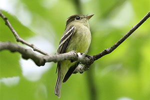 Yellow-bellied Flycatcher - 5/18/18, SGL 298 © Bobby Brown