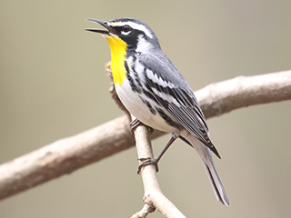 Yellow-throated Warbler - 5/4/18, Trout Run Park © Bobby Brown
