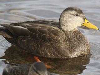 American Black Duck - 12/7/19, Indian Park © Bobby Brown