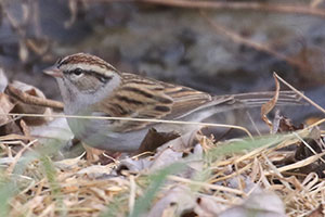 Chipping Sparrow - 1/2/20, Williamsport Dam © Bobby Brown