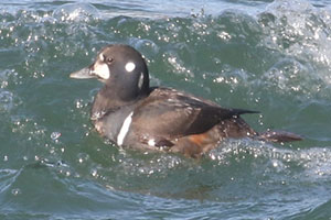 Harlequin Duck - 1/17/20, Williamsport Dam © Bobby Brown