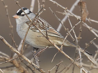 White-crowned Sparrow - 12/28/19, Rose Valley Lake © Bobby Brown