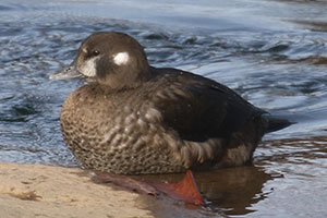 Harlequin Duck - 11/30/19, Lycoming Creek © Bobby Brown