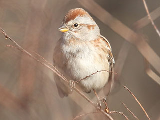 American Tree Sparrow - 1/24/21, Mill St. © Bobby Brown