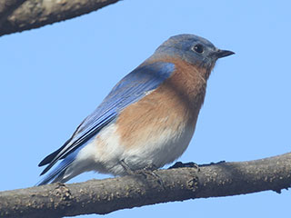 Eastern Bluebird - 1/9/21, Mill St. © Bobby Brown
