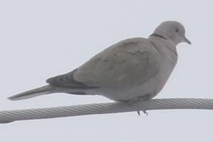 Eurasian Collared-Dove - 2/16/21, Lime Bluff Recreation Center © Bobby Brown