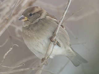 House Sparrow - 12/21/20, Montoursville © Bobby Brown