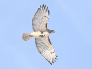 Red-tailed Hawk - 2/17/21, Mill St. © Bobby Brown