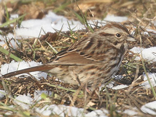 Song Sparrow - 2/7/21, Mill St. © Bobby Brown