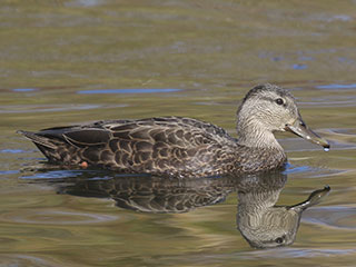 American Black Duck - 10/25/20, Indian Park © Bobby Brown
