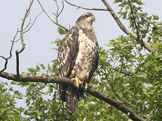 Bald Eagle - 8/8/20, Mill St. © Bobby Brown