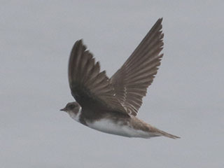 Bank Swallow - 8/29/20, Rose Valley Lake © Bobby Brown