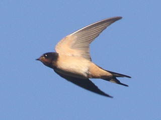 Barn Swallow - 9/6/20, Rose Valley Lake © Bobby Brown